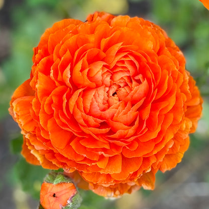 Italian Ranunculus 'Clementine Mix' - 5 CORMS