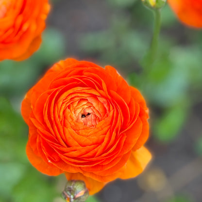 Italian Ranunculus 'Clementine Mix' - 5 CORMS