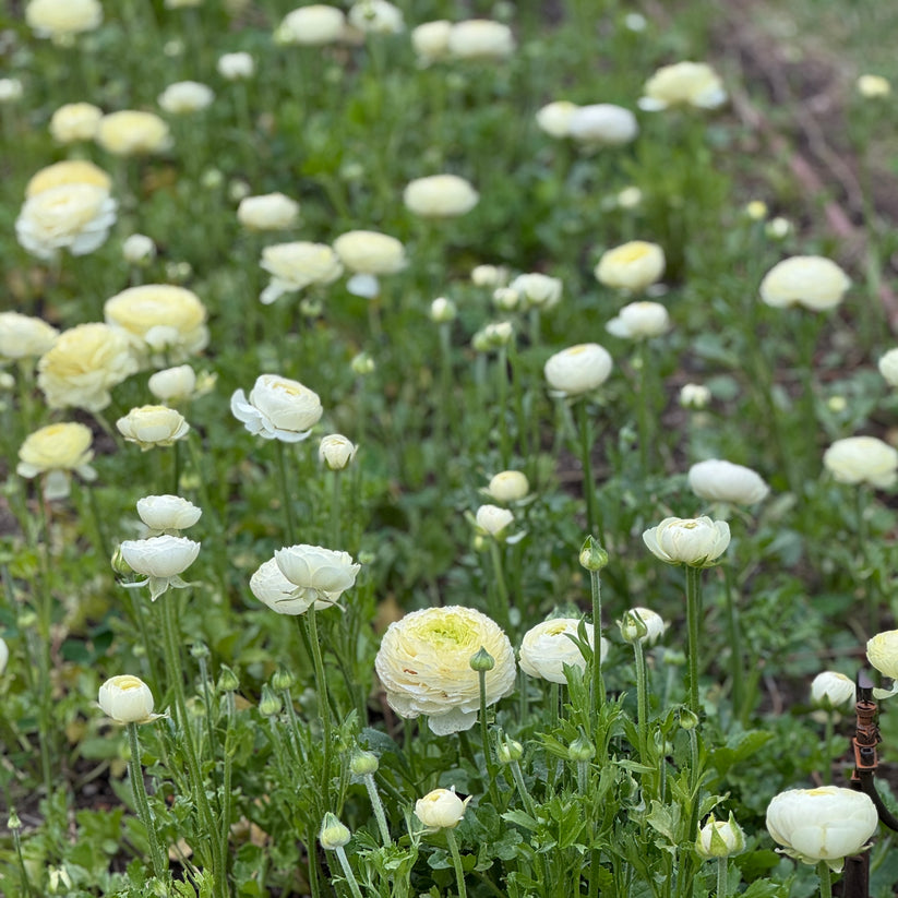 Italian Ranunculus 'Crema 43-99' - 5 CORMS – Southern Highlands Flower Farm