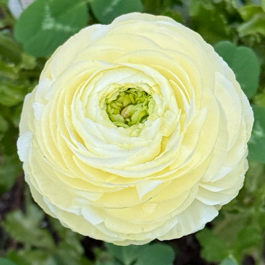 Italian Ranunculus 'Crema 43-99' - 5 CORMS