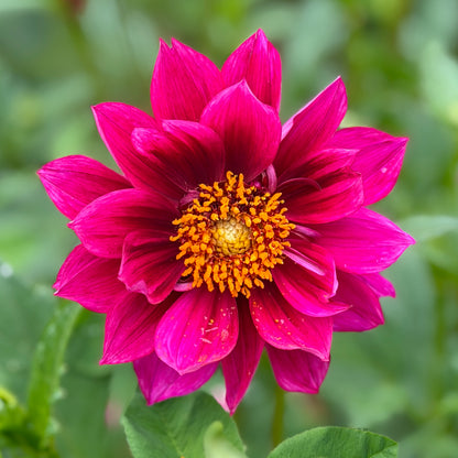 E. Pippa