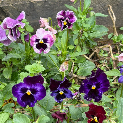 Italian Pansy 'Moulin Rouge Mixed’ - 25 SEEDS