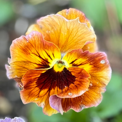 Italian Pansy 'Flamenco Terracotta' - 25 SEEDS