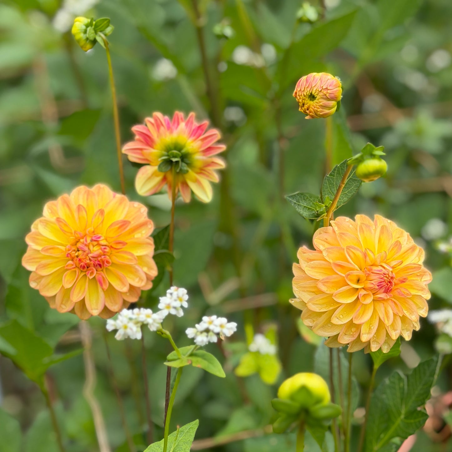 Florelie Mandarin