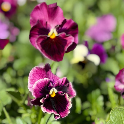 Italian Pansy 'Moulin Rouge Mixed’ - 25 SEEDS