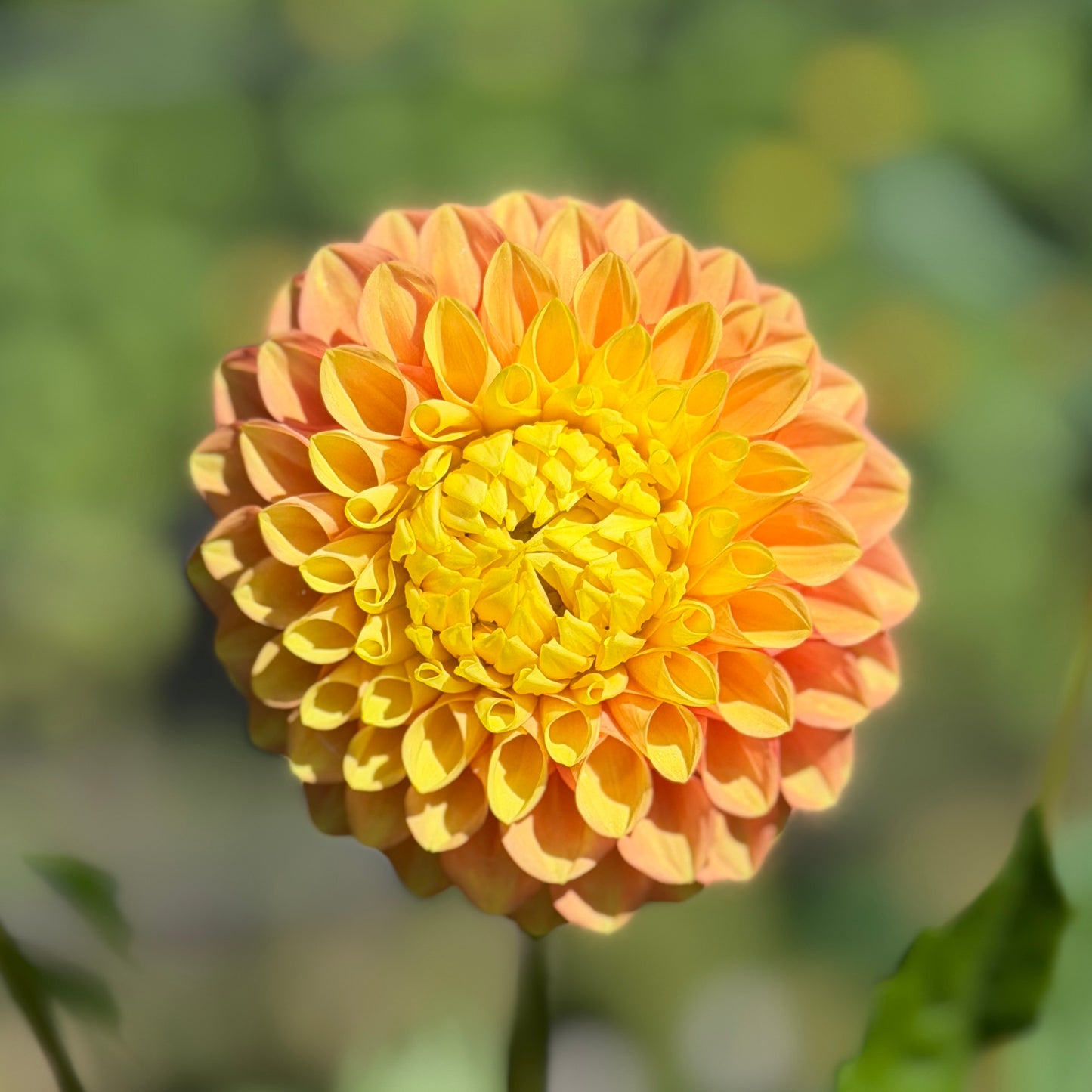 Alfie's Marigold