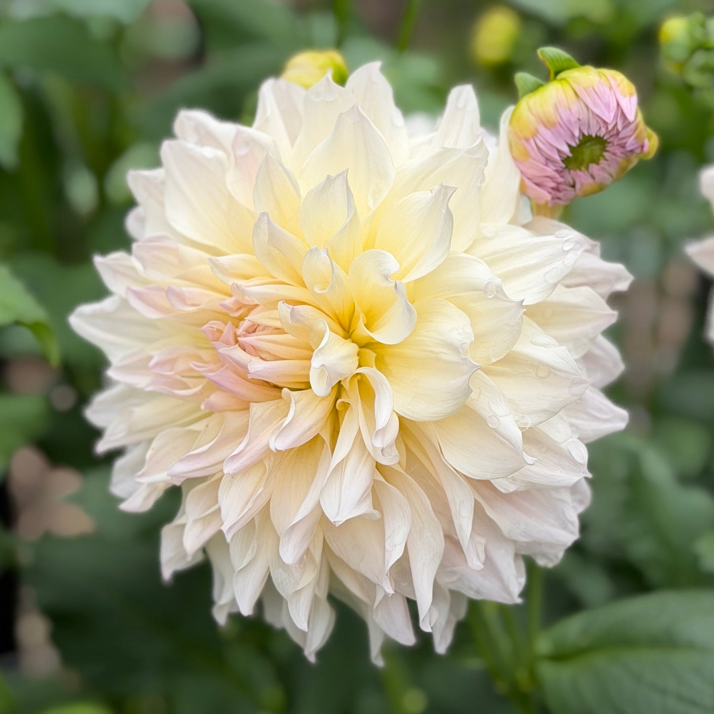 E. Rose Elizabeth
