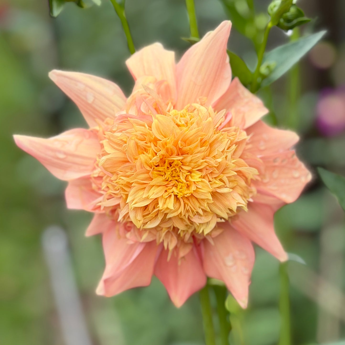 Everbloom Lioness