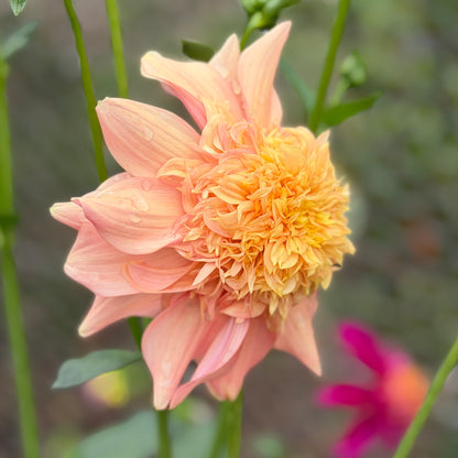 Everbloom Lioness