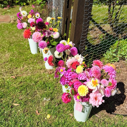 THURSDAY 26TH MAR - Flower Farm Tour & Dahlia Harvest Experience