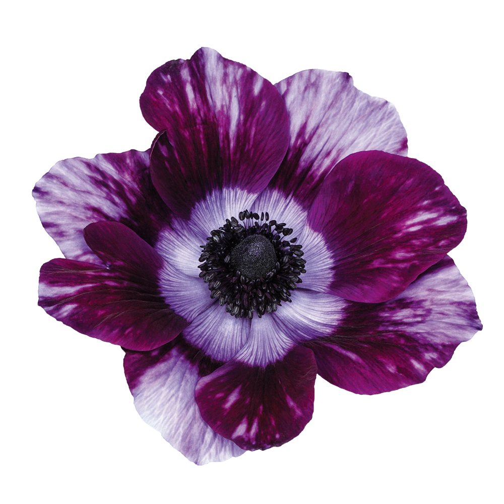 Italian Anemone 'Mistral Tigre Wine’ - 25 SEEDS (PRE-ORDER)