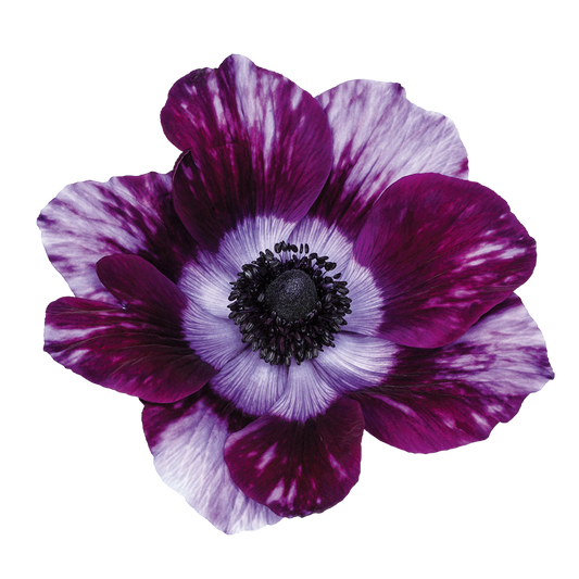 Italian Anemone 'Mistral Tigre Wine’ - 25 SEEDS (PRE-ORDER)