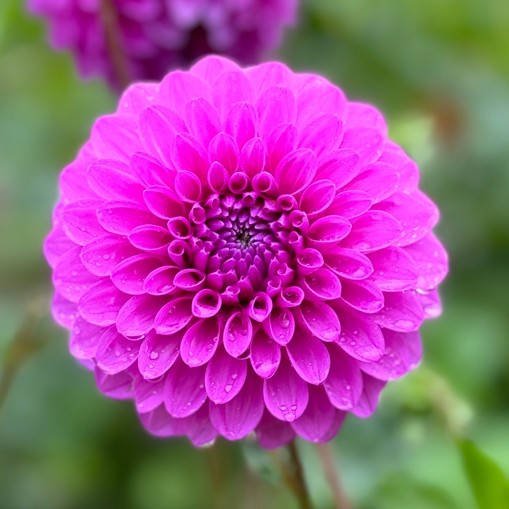 Devan Flower Devon Choice – Southern Highlands Flower Farm