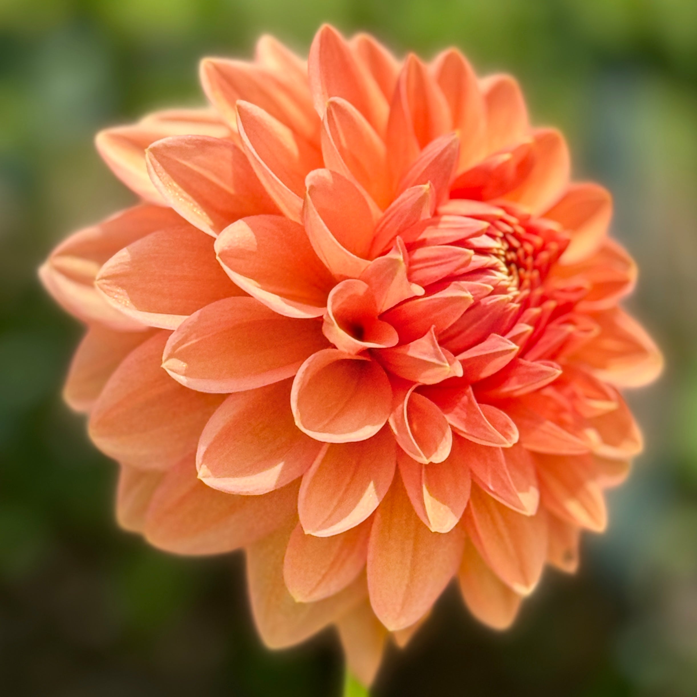 Devan Flower Devon Peachy – Southern Highlands Flower Farm