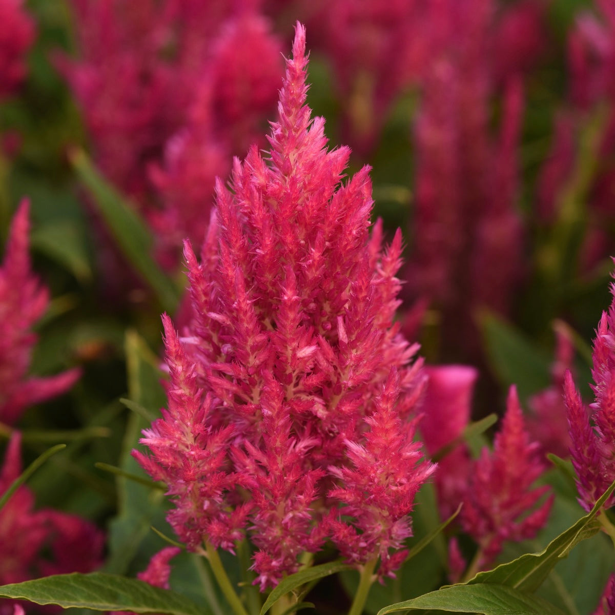 Celosia 'Sunday Bright Pink' - 25 SEEDS