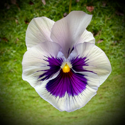 Italian Pansy 'Flamenco White with Blotch' - 25 SEEDS