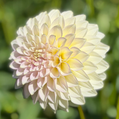 Florelie Grace