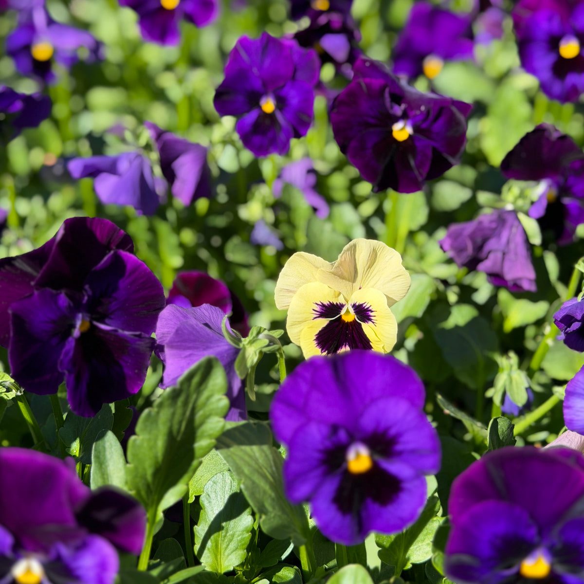 Italian Pansy 'Flamenco Blue' - 25 SEEDS