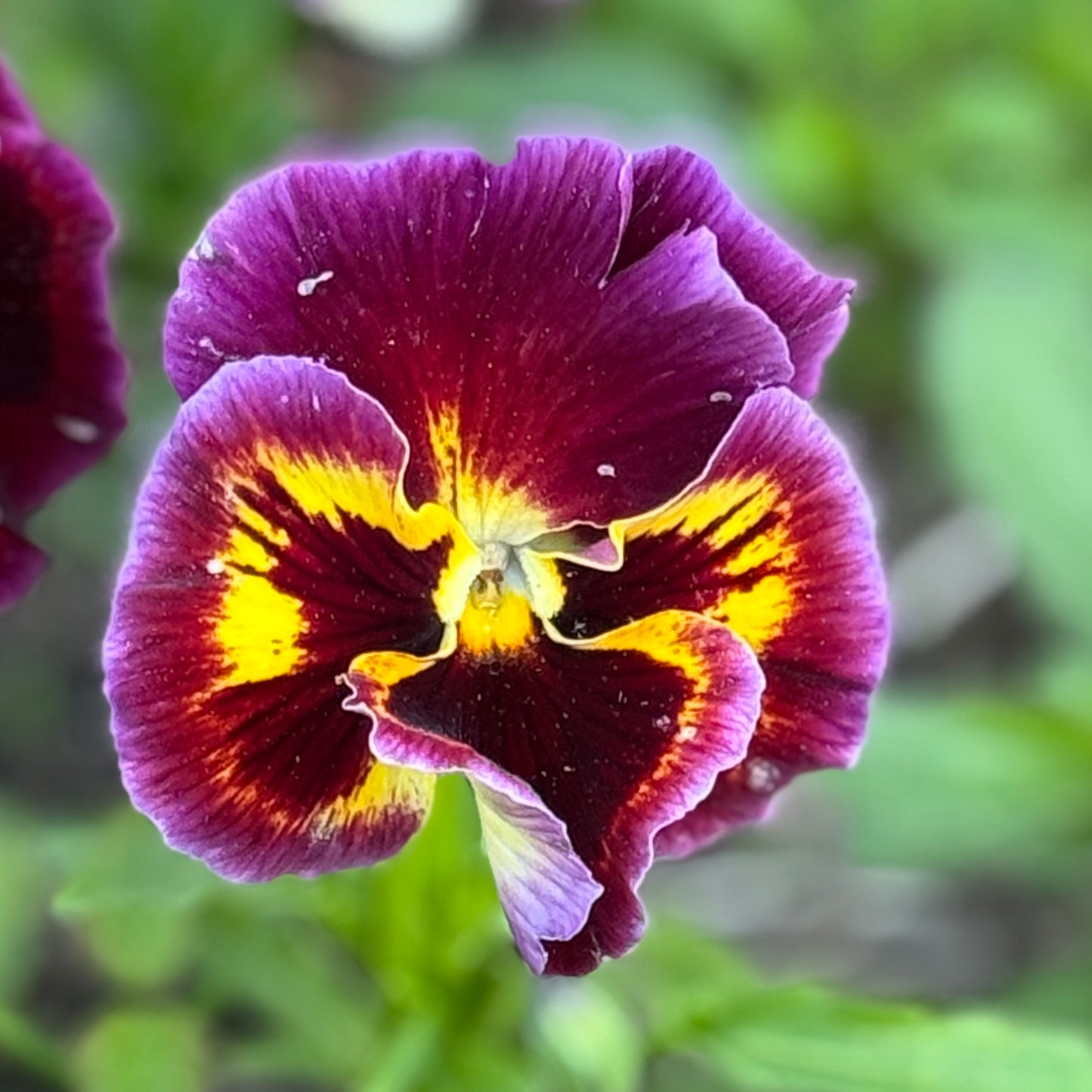 Italian Pansy 'Moulin Rouge Mixed’ - 25 SEEDS