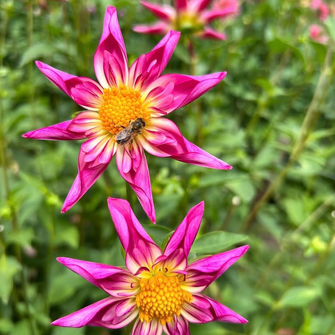 THURSDAY 26TH MAR - Flower Farm Tour & Dahlia Harvest Experience