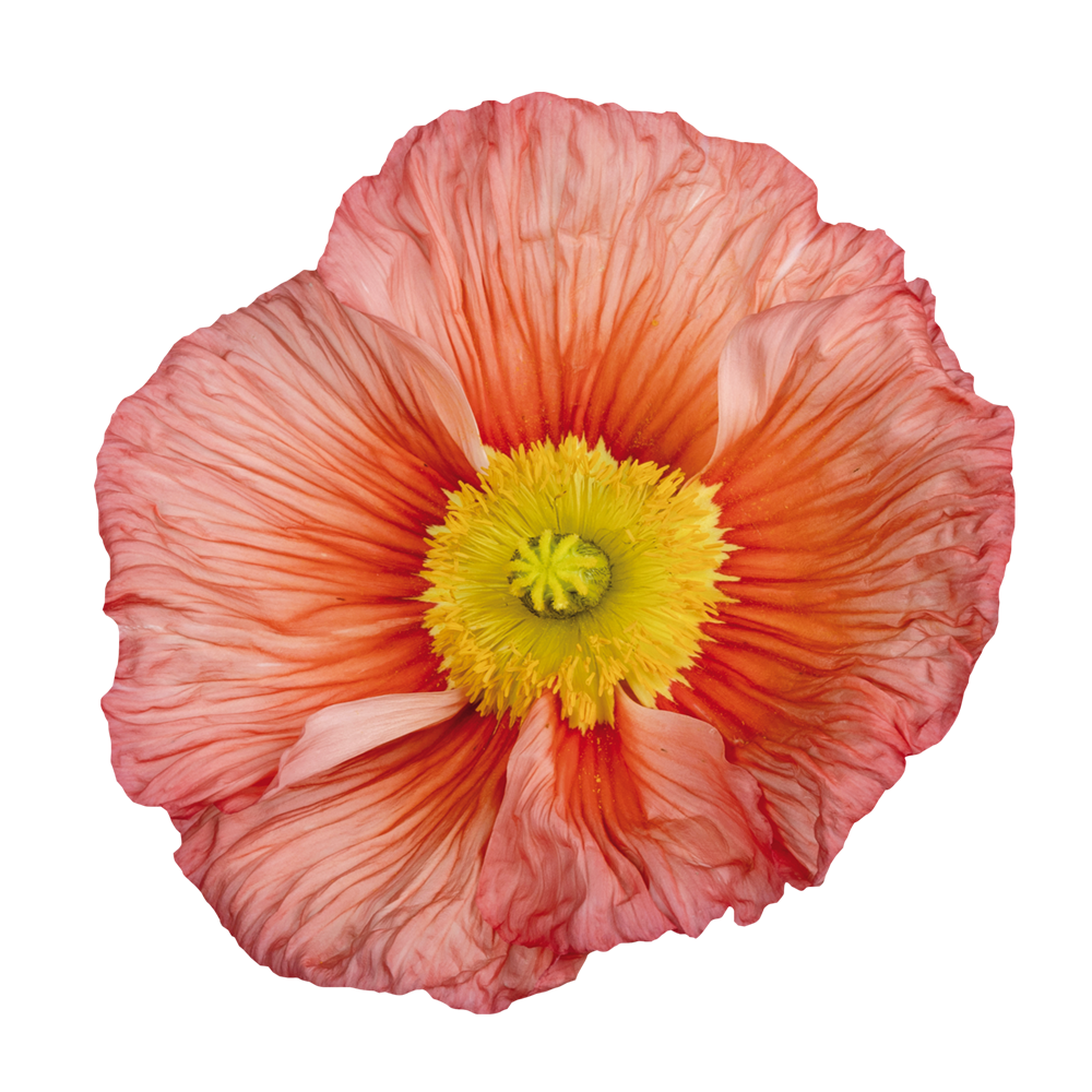 Italian Poppy 'Colibri Rosa Intenso Salmonato ' - 25 SEEDS (PRE-ORDER)
