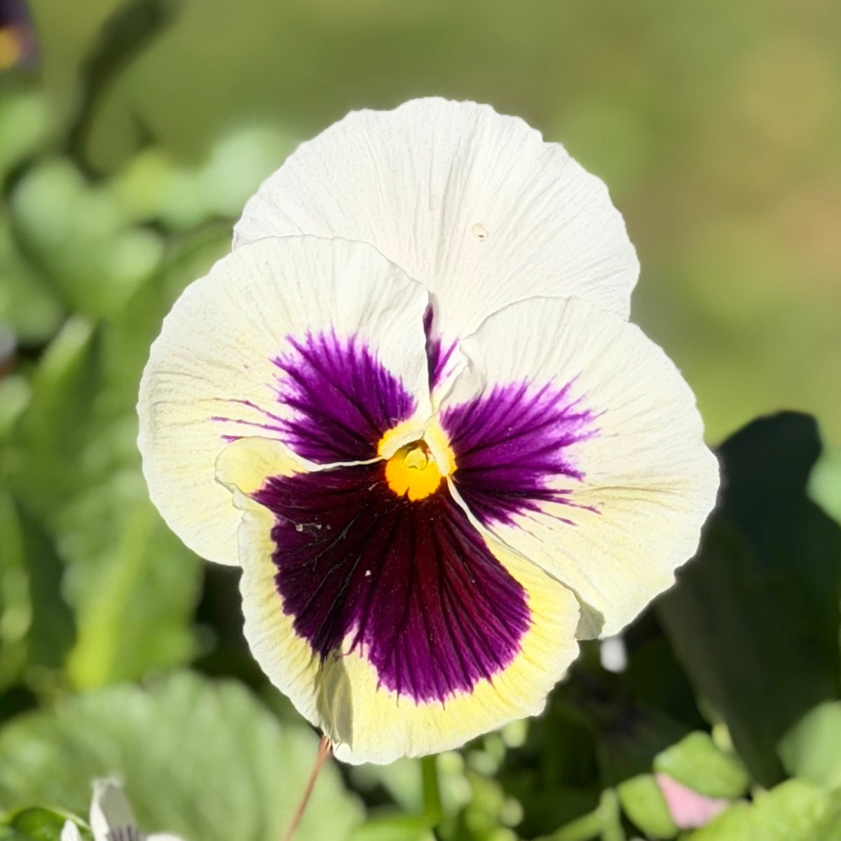 Italian Pansy 'Flamenco White with Blotch' - 25 SEEDS