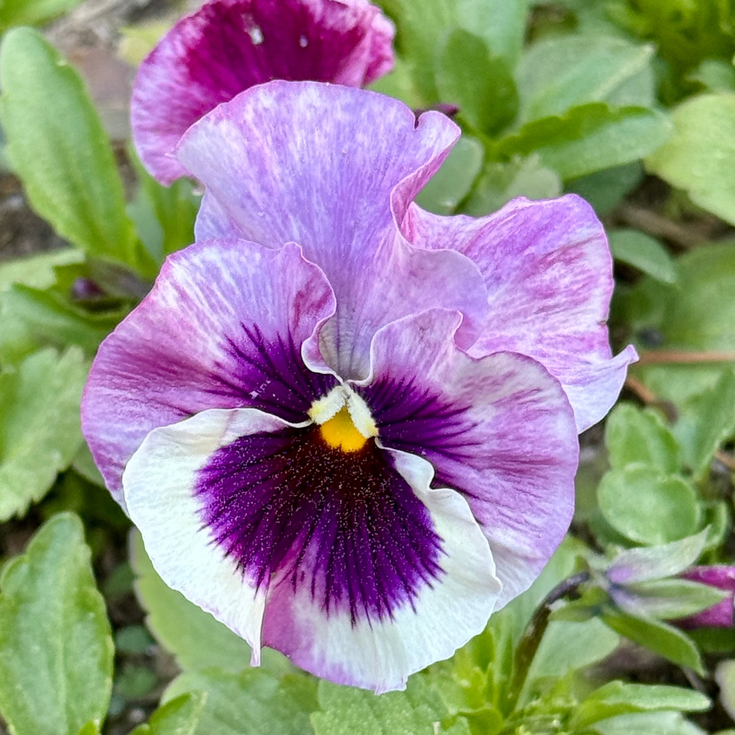 Italian Pansy 'Flamenco Tri-Colour Rose' - 25 SEEDS