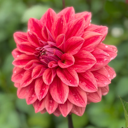 Lileah Russet Rose