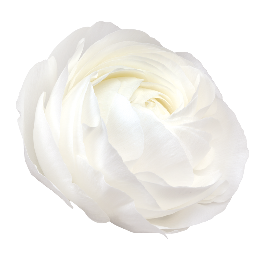 Italian Ranunculus 'Elegance Bianco 701-12' - SEEDLING (PRE-ORDER)