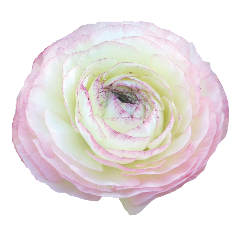 Italian Ranunculus 'Elegance Bianco Sfumato' - SEEDLING (PRE-ORDER)