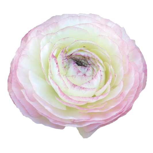Italian Ranunculus 'Elegance Bianco Sfumato' - SEEDLING (PRE-ORDER)