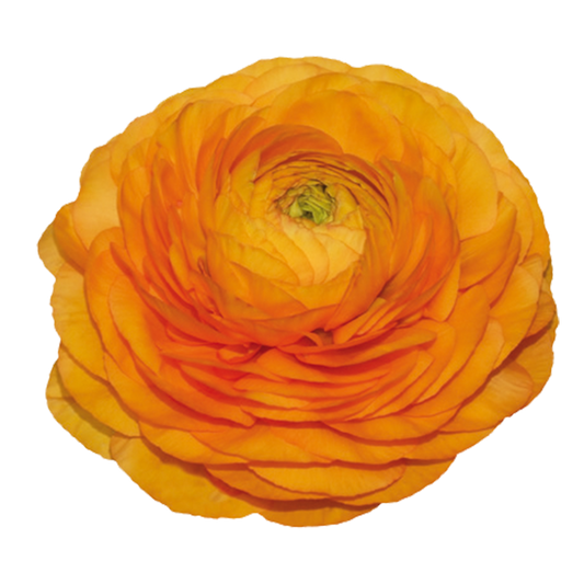 Italian Ranunculus 'Elegance Clementine 04M' - 25 SEEDS