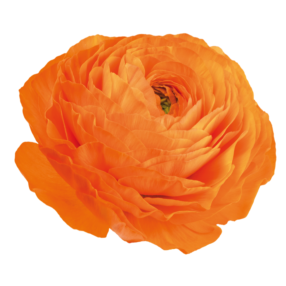 Italian Ranunculus 'Elegance Clementine 114-14' - 25 SEEDS