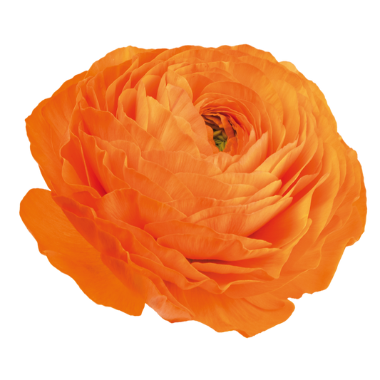 Italian Ranunculus 'Elegance Clementine 114-14' - 25 SEEDS