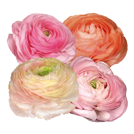 Italian Ranunculus 'Elegance Pastello 102-14' - SEEDLING (PRE-ORDER)