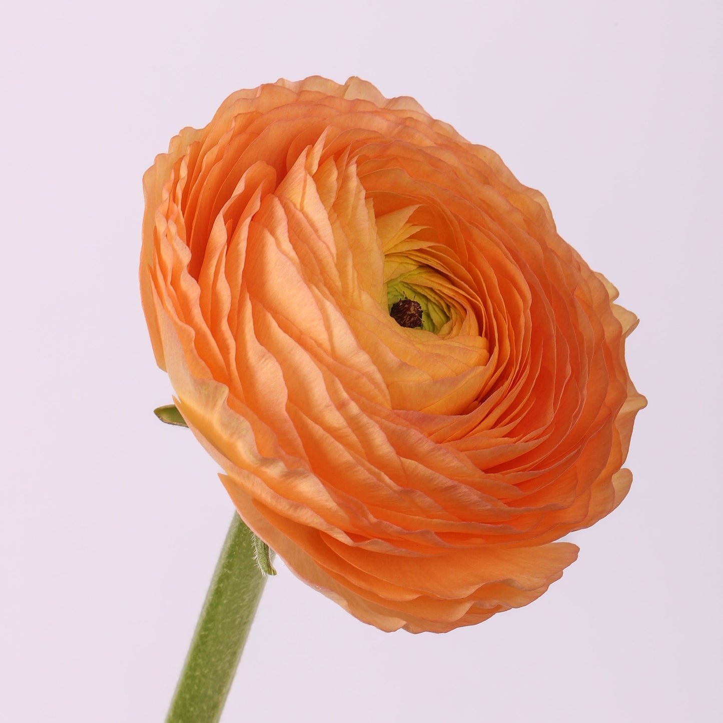 Italian Ranunculus 'Elegance Pastello Salmone 430-18' - 25 SEEDS