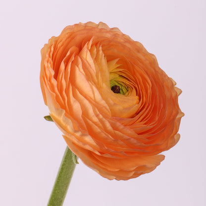 Italian Ranunculus 'Elegance Pastello Salmone 430-18' - 25 SEEDS