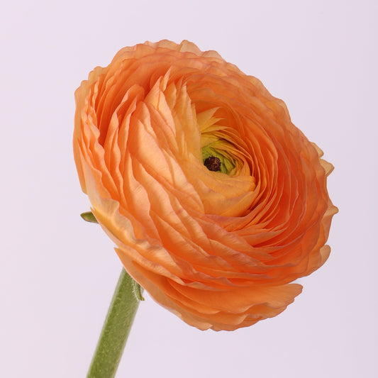 Italian Ranunculus 'Elegance Pastello Salmone 430-18' - 25 SEEDS