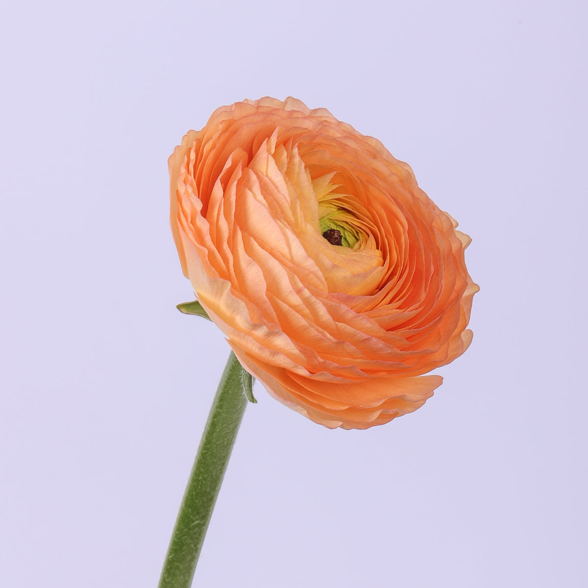Italian Ranunculus 'Elegance Pastello Salmone 430-18' - 25 SEEDS