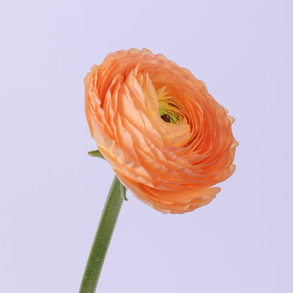 Italian Ranunculus 'Elegance Pastello Salmone 430-18' - 25 SEEDS