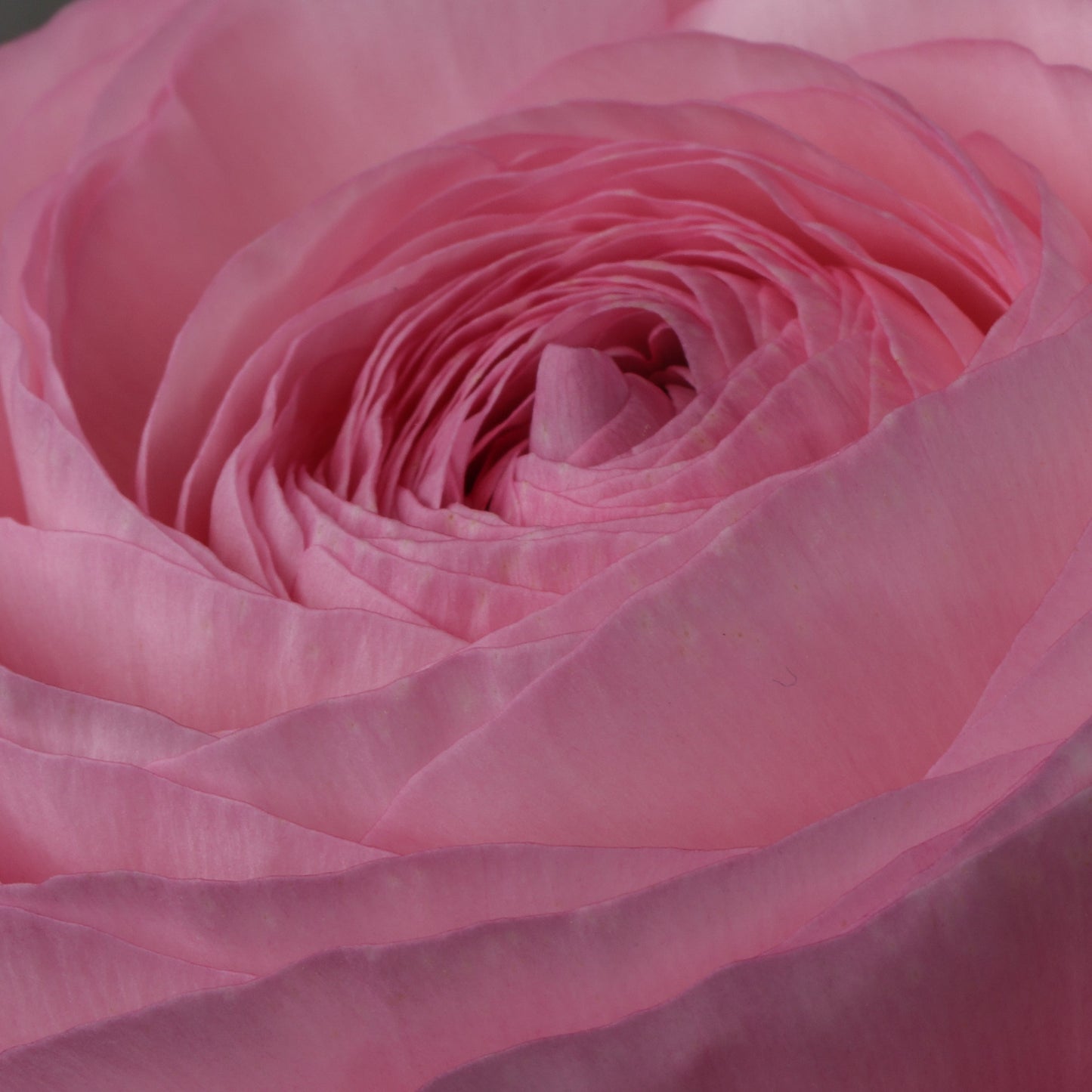 Italian Ranunculus 'Elegance Rosa 295-18' - 25 SEEDS