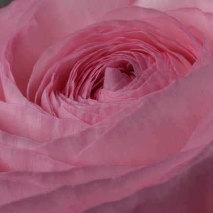 Italian Ranunculus 'Elegance Rosa 295-18' - 25 SEEDS