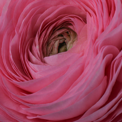 Italian Ranunculus 'Elegance Rosa Chiaro 299-18' - 25 SEEDS