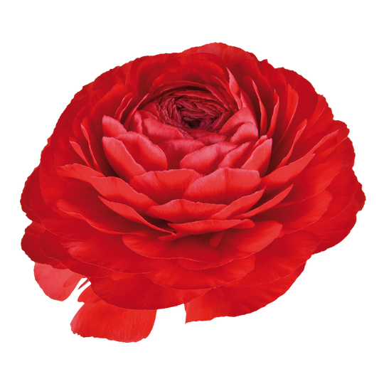 Italian Ranunculus 'Elegance Rosso 99-6' - SEEDLING (PRE-ORDER)