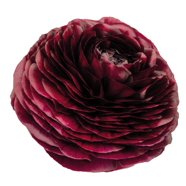Italian Ranunculus Purple Italian Ranunculus 'Elegance Viola 06' - SEEDLING (PRE-ORDER ...