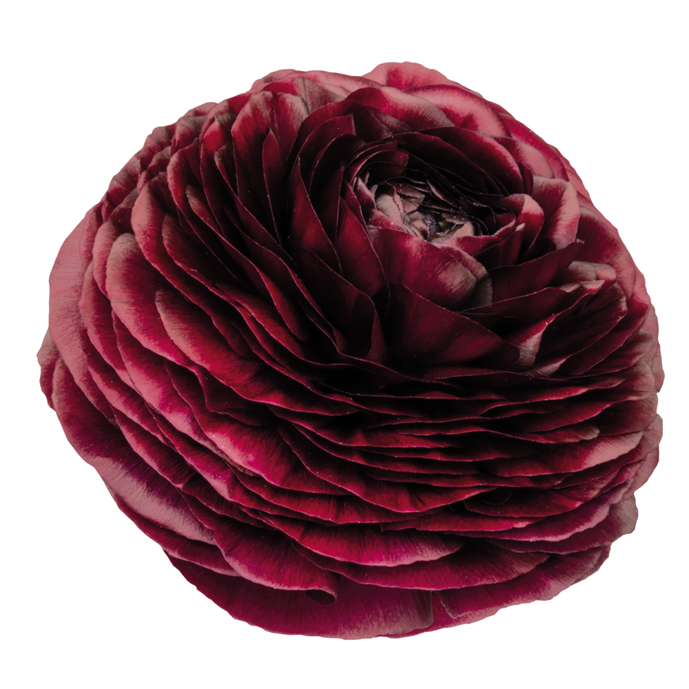 Italian Ranunculus 'Elegance Viola 06' - SEEDLING