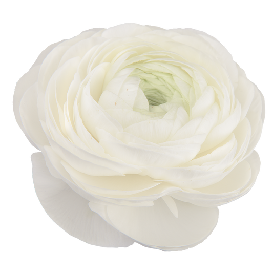 Italian Ranunculus 'Elegance Bianco 01-04' - 25 SEEDS (PRE-ORDER)