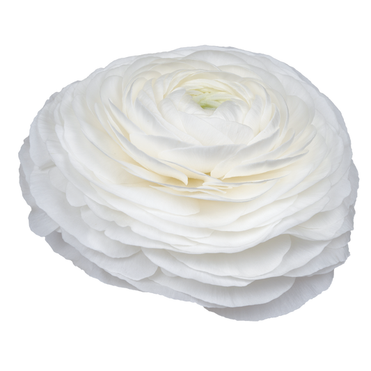 Italian Ranunculus 'Elegance Bianco 190-14' - 25 SEEDS (PRE-ORDER)