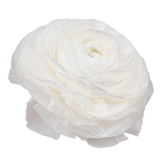 Italian Ranunculus 'Elegance Bianco 31-16' - 25 SEEDS (PRE-ORDER)