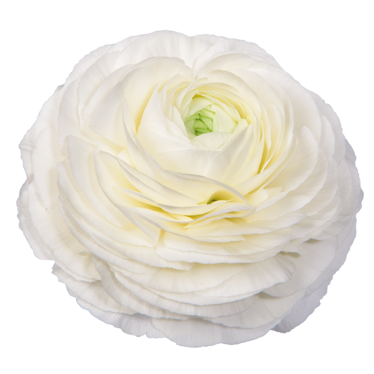 Italian Ranunculus 'Elegance Bianco 59-99' - 25 SEEDS (PRE-ORDER)